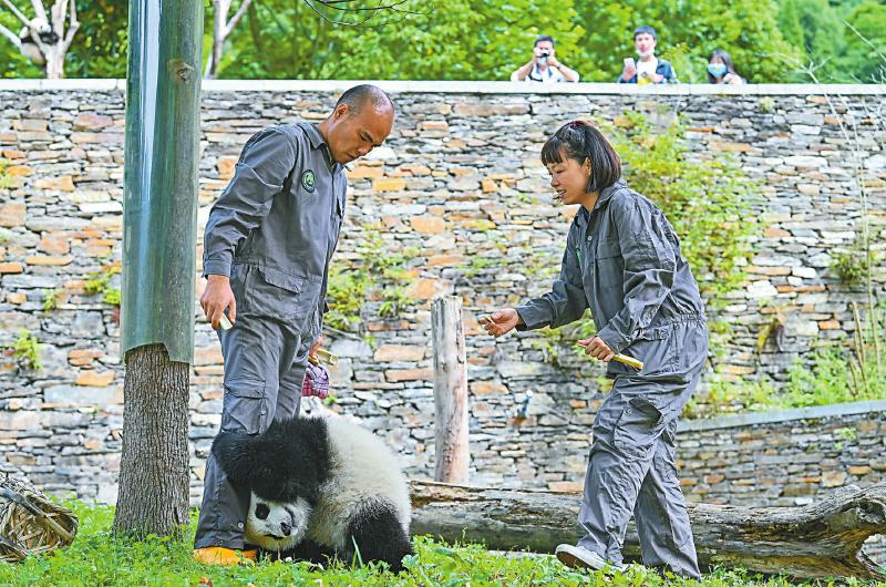 从碎片化栖息地到国家公园 四川探索保护大熊猫新范式「相关图片」