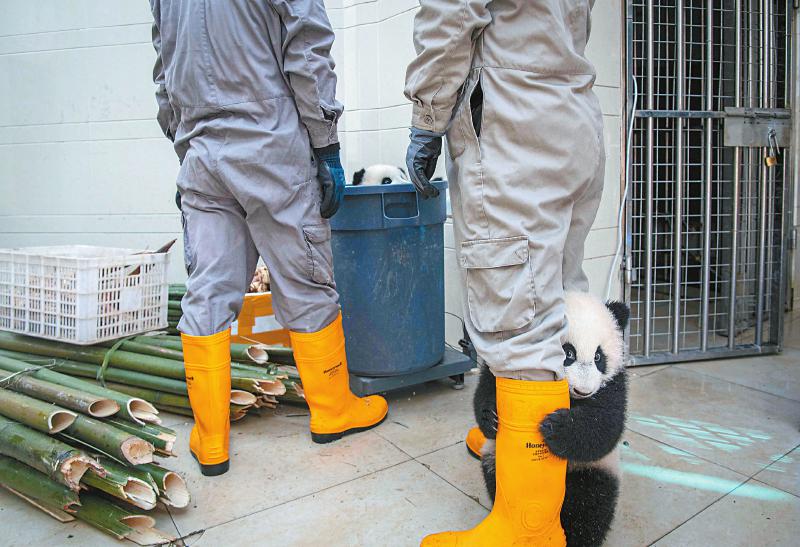 从碎片化栖息地到国家公园 四川探索保护大熊猫新范式「相关图片」