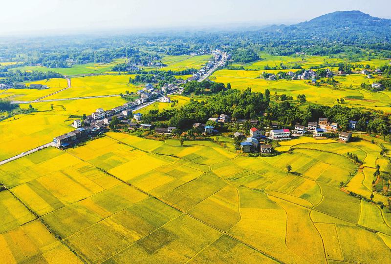 夏粮熟了「相关图片」