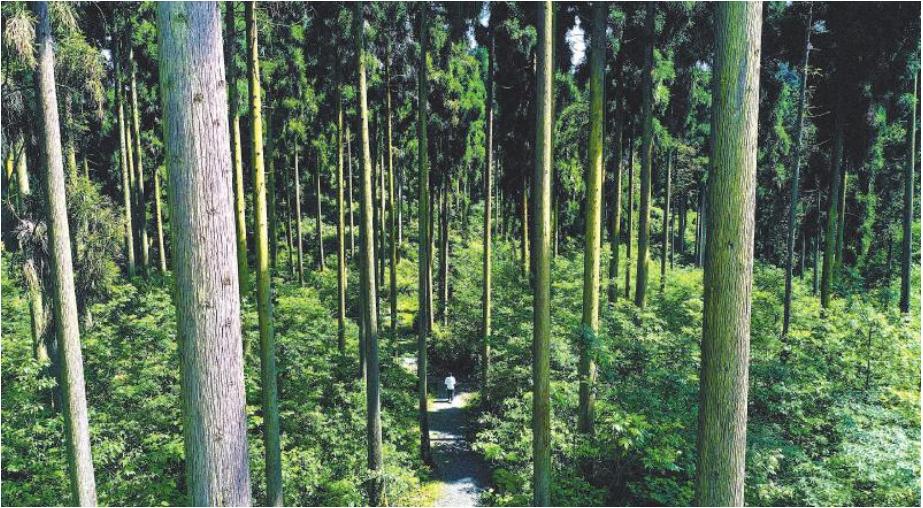 四川挖掘千亿级产业潜力，到2035年建成国家储备林1018万亩「相关图片」