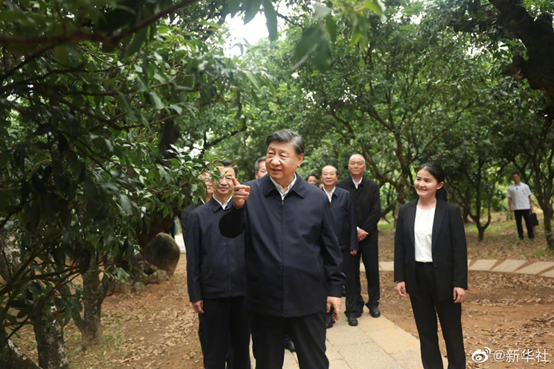 习近平在茂名市考察调研「相关图片」
