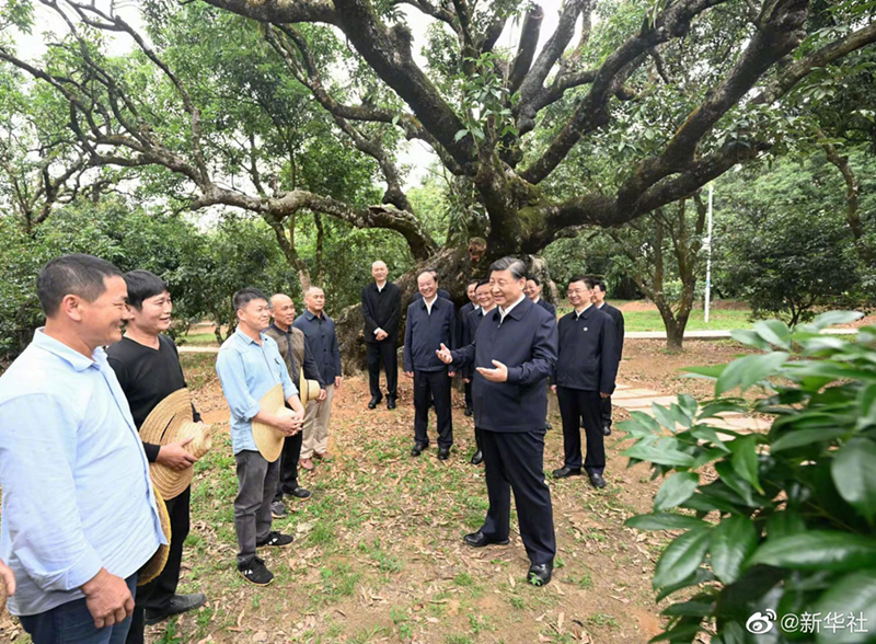 习近平：农村特色产业前景广阔「相关图片」