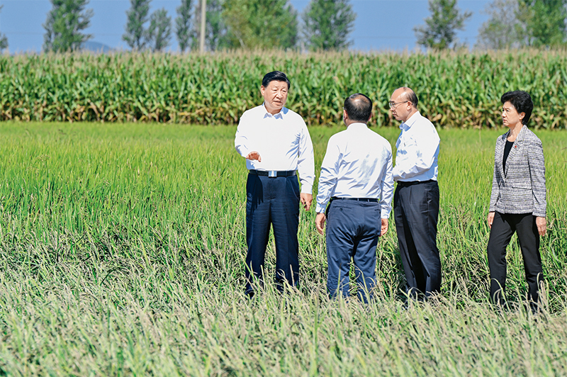 习近平：切实加强耕地保护 抓好盐碱地综合改造利用「相关图片」