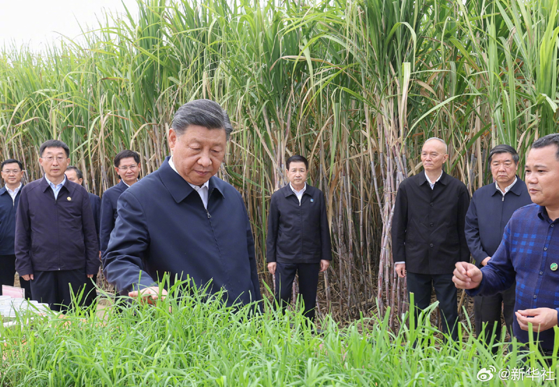 习近平在广西来宾市考察调研「相关图片」