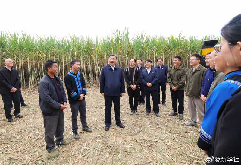 习近平在广西来宾市考察调研「相关图片」