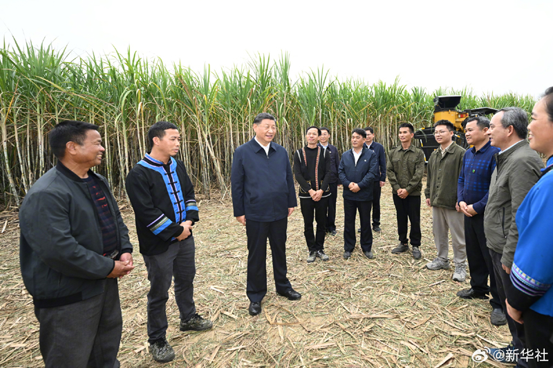 习近平在广西来宾市考察调研「相关图片」