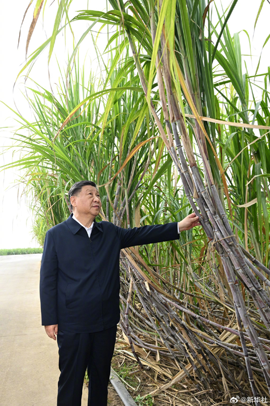 习近平在广西来宾市考察调研「相关图片」