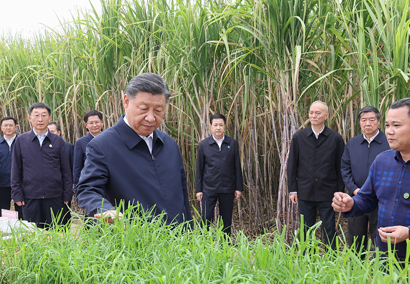 习近平在广西考察时强调 解放思想创新求变向海图强开放发展 奋力谱写中国式现代化广西篇章 蔡奇陪同考察「相关图片」